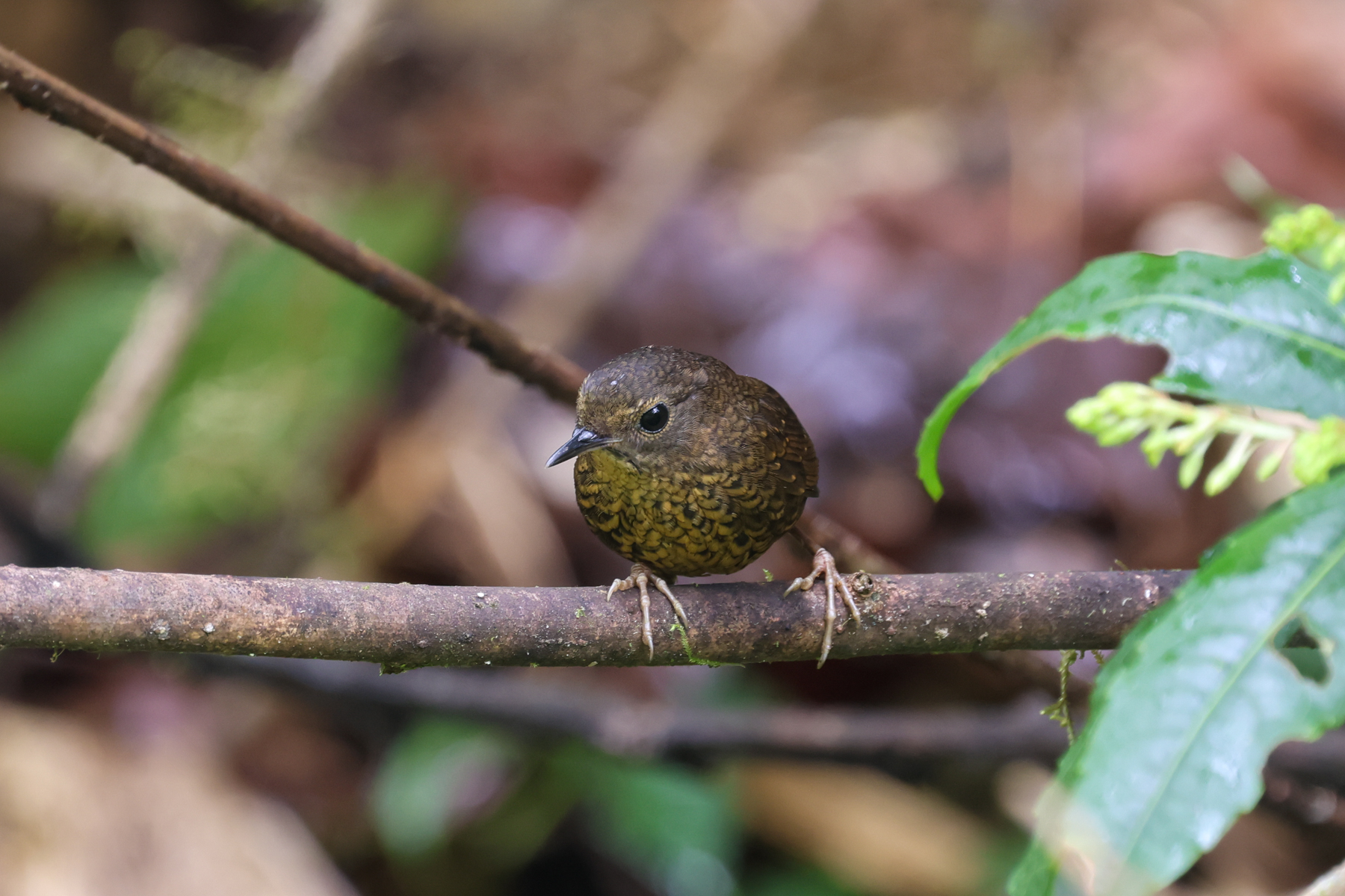 Pygmy Cupwing (image by Hannu Jännes)