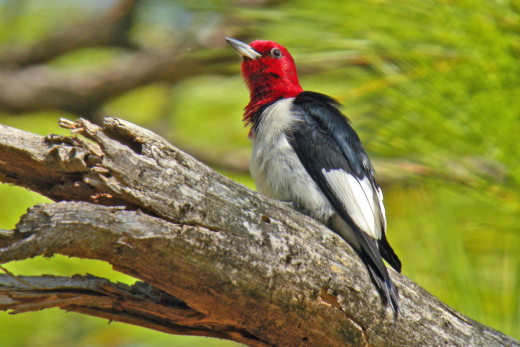Red-headed Woodpecker (image by Pete Morris)