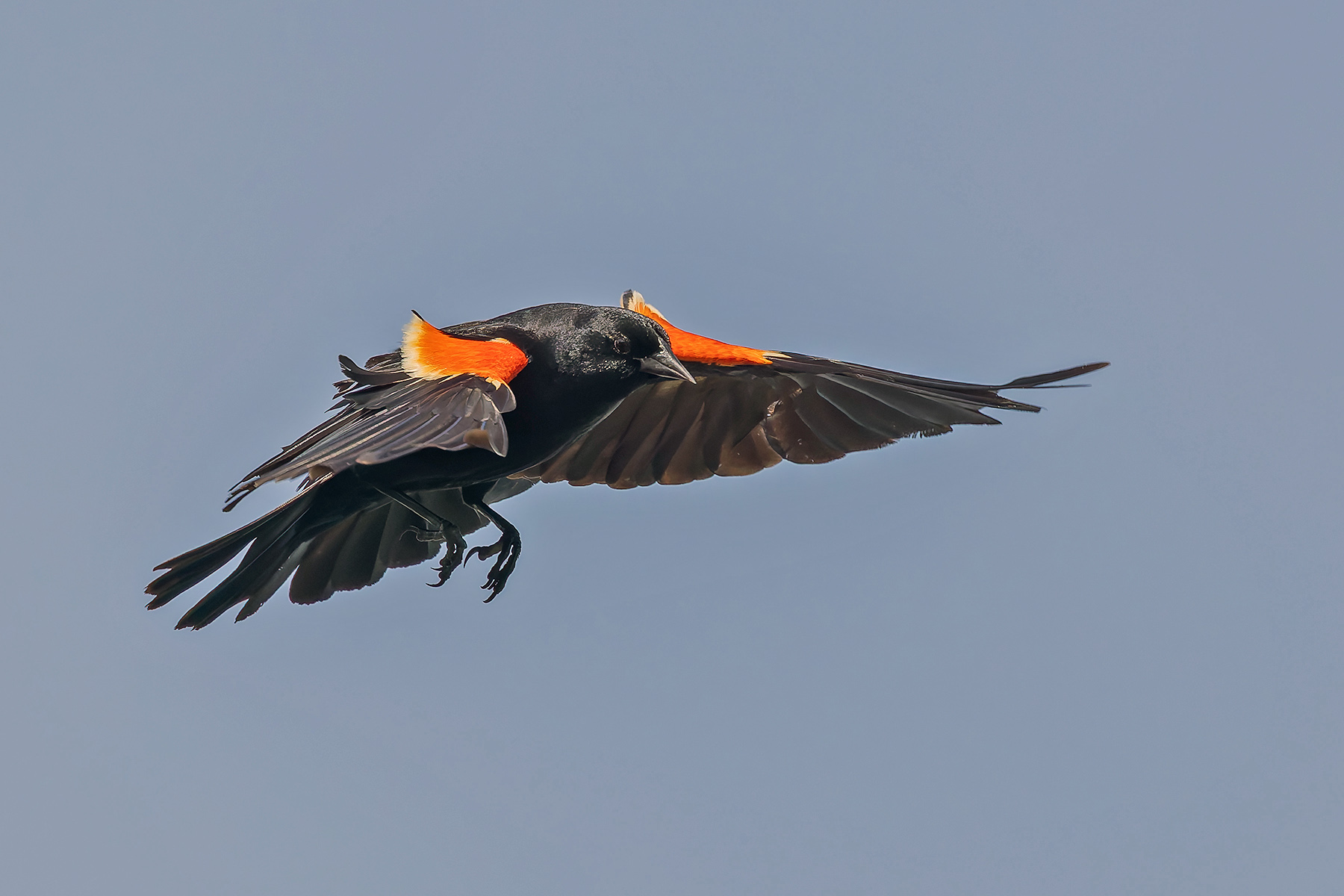 Red-winged Blackbird (image by Pete Morris)