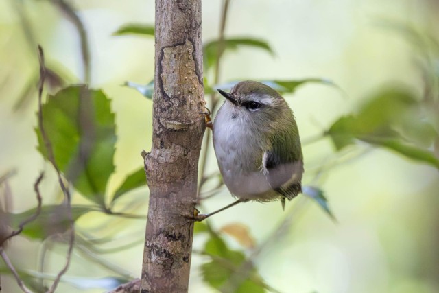 Rifleman (image by Jeffrey Higgott)