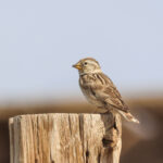 Rock Sparrow (image by Hannu Jännes)