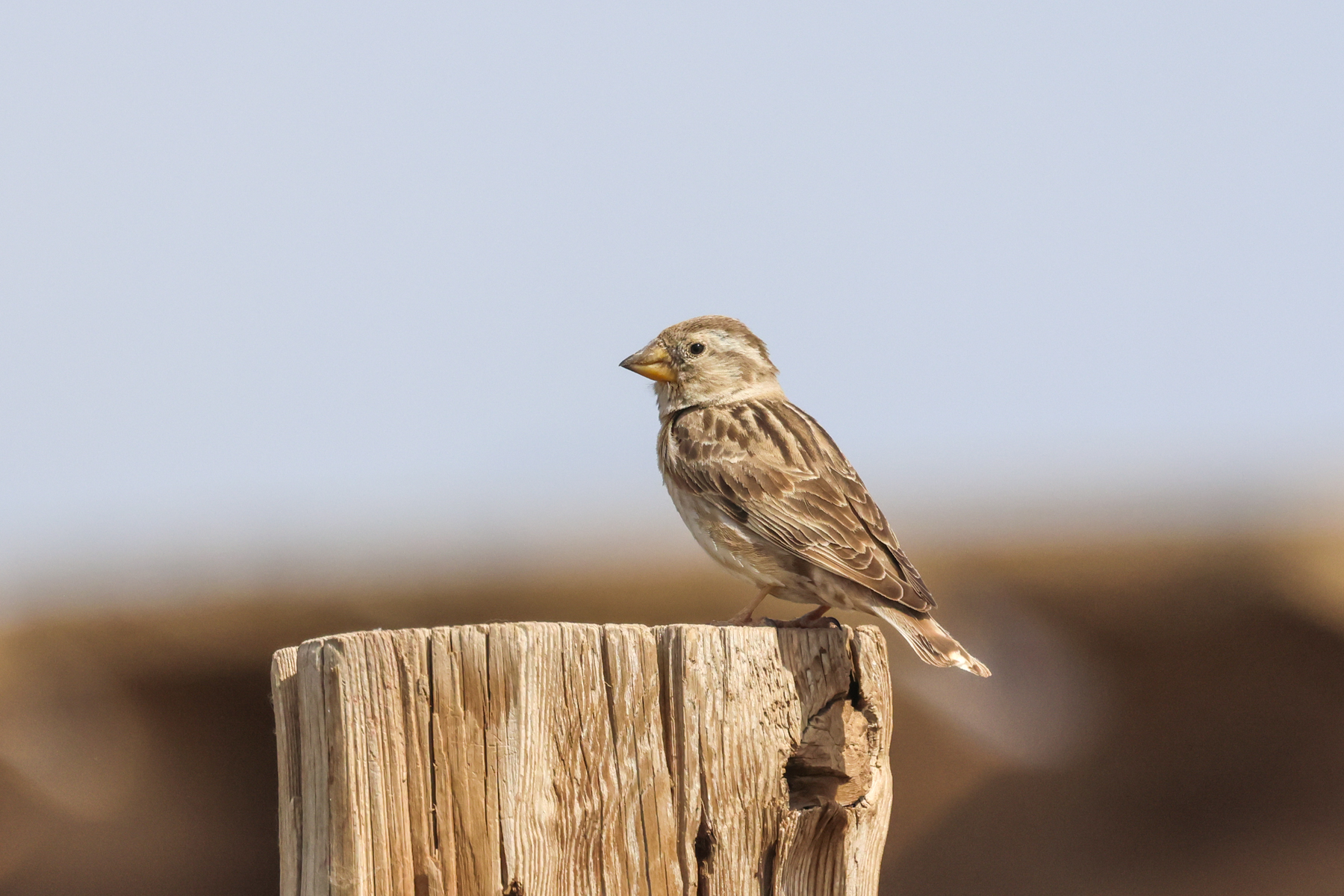 Rock Sparrow (image by Hannu Jännes)