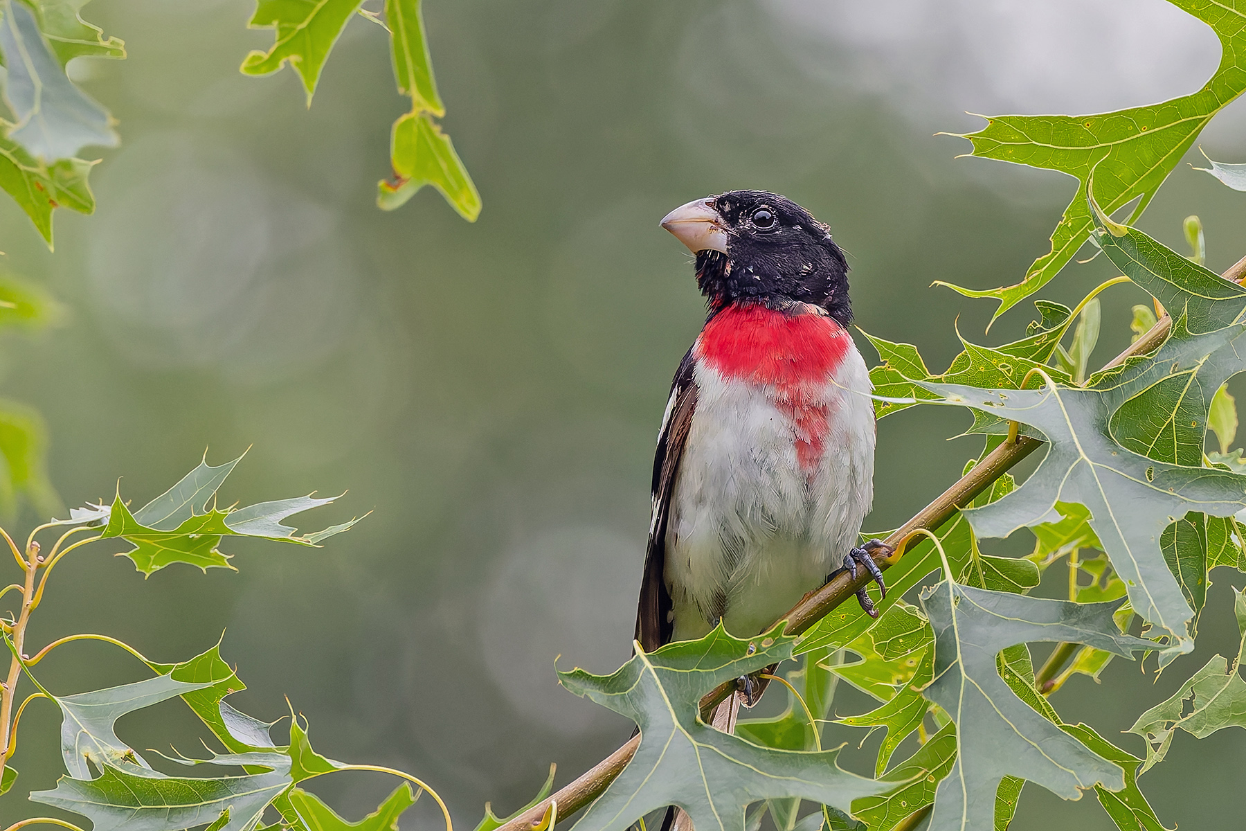 Rose-breasted Grosbeak (image by Pete Morris)