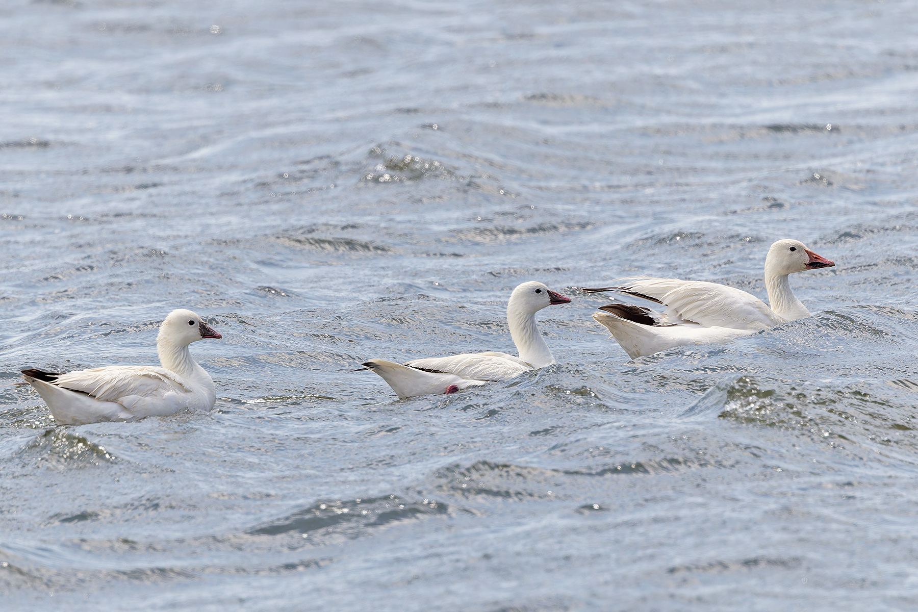 Ross's Geese and Snow Goose (image by Pete Morris)