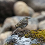 Rosy Pipit (image by Hannu Jännes)