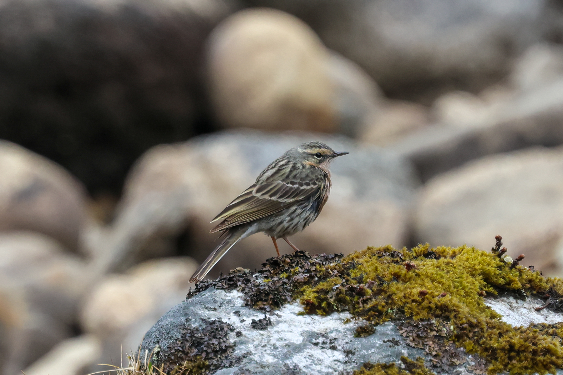 Rosy Pipit (image by Hannu Jännes)