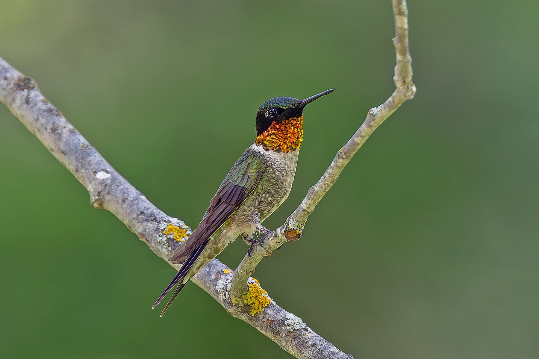 Ruby-throated Hummingbird (image by Pete Morris)