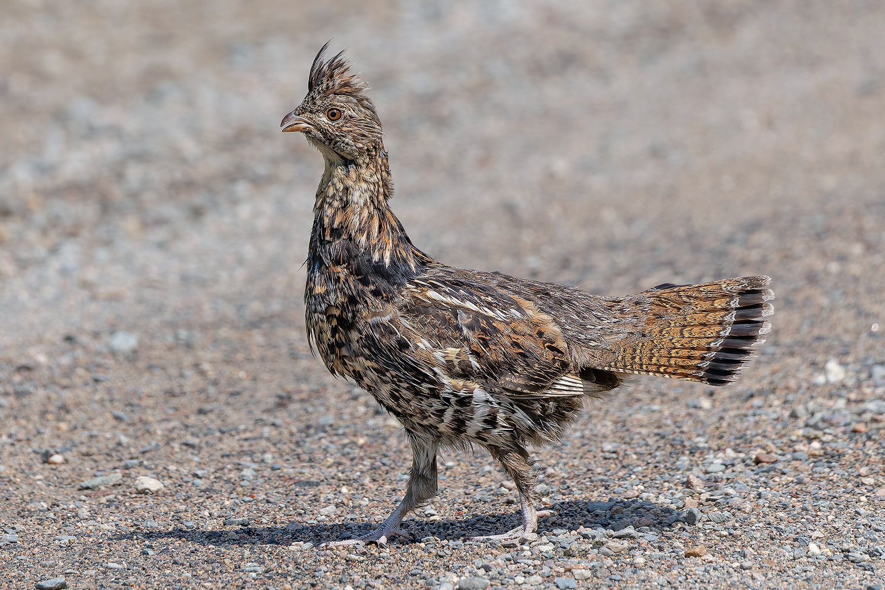 Ruffed Grouse (image by Pete Morris)