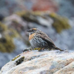 Rufous-breasted Accentor (image by Hannu Jännes)