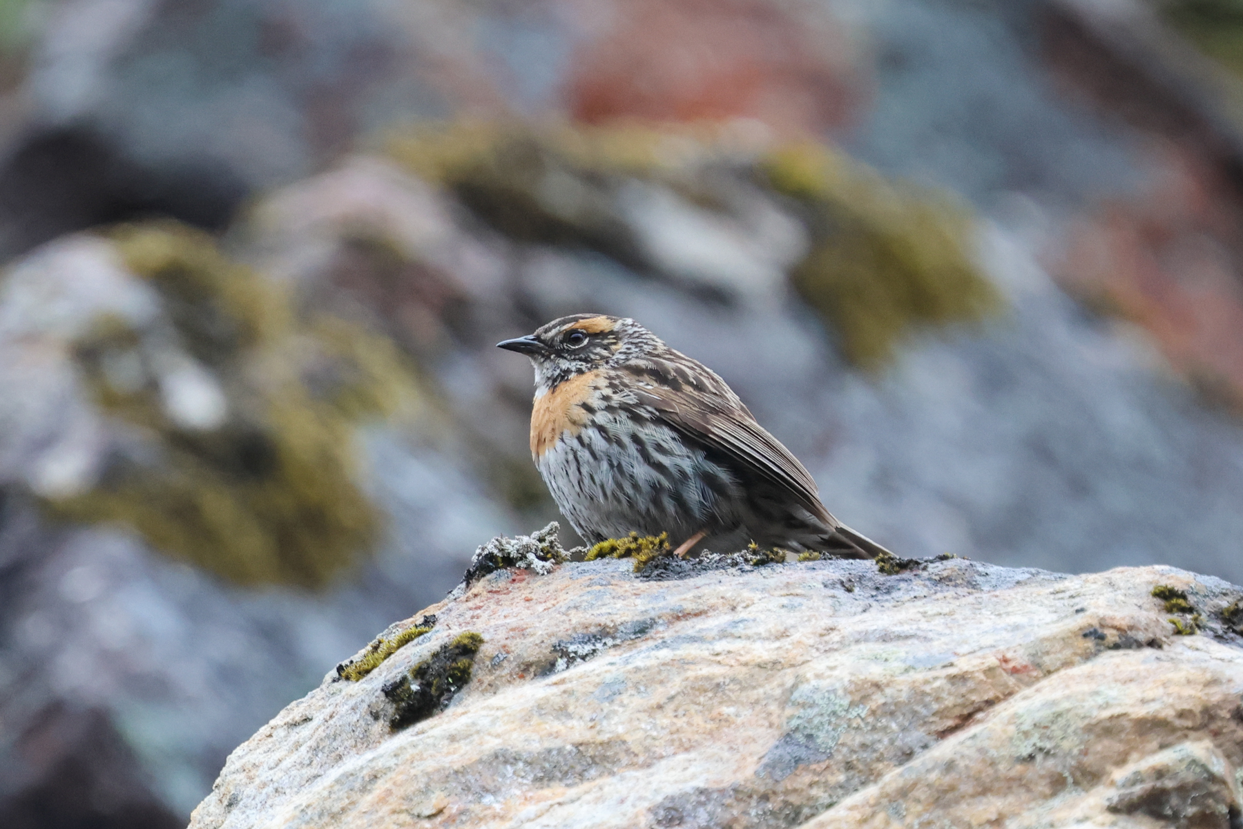 Rufous-breasted Accentor (image by Hannu Jännes)