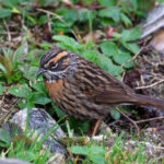 Rufous-breasted Accentor (image by Hannu Jännes)
