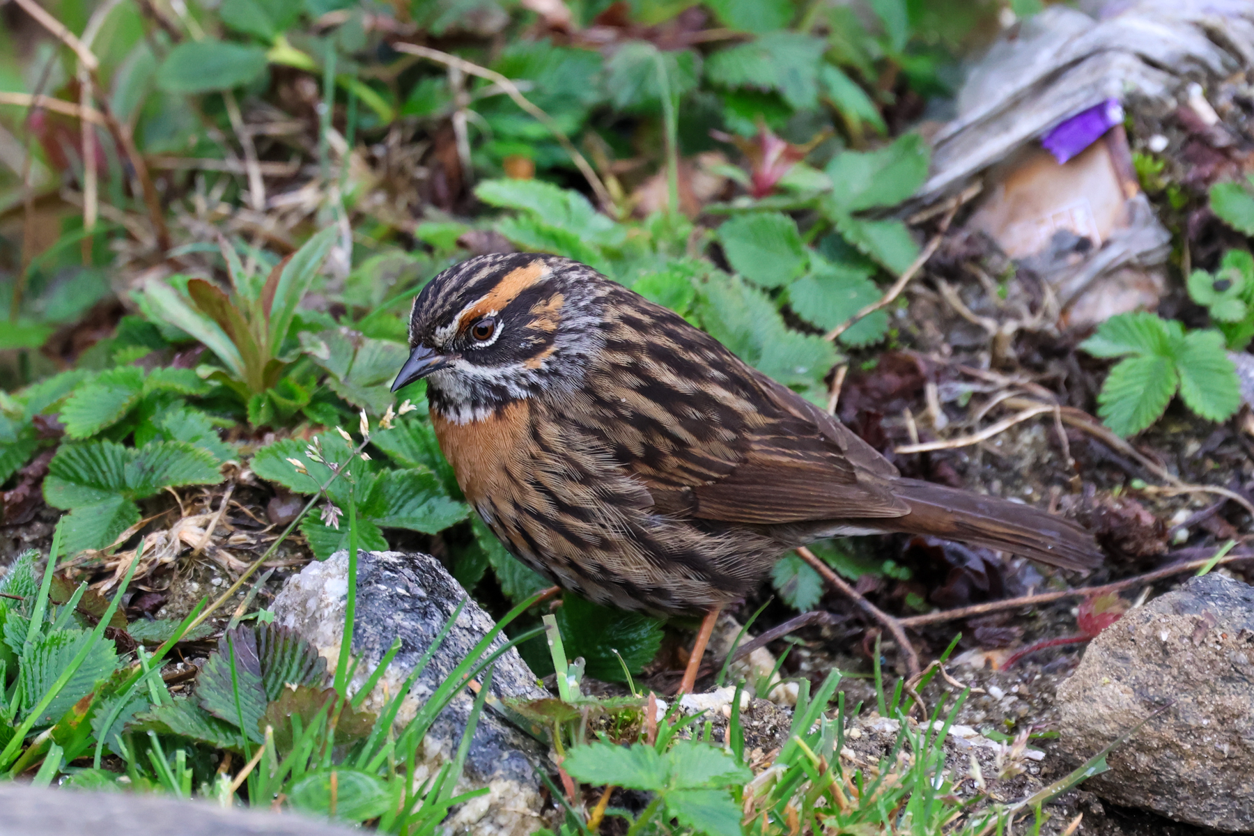 Rufous-breasted Accentor (image by Hannu Jännes)