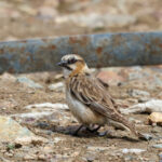 Rufous-necked Snowfinch (image by Hannu Jännes)