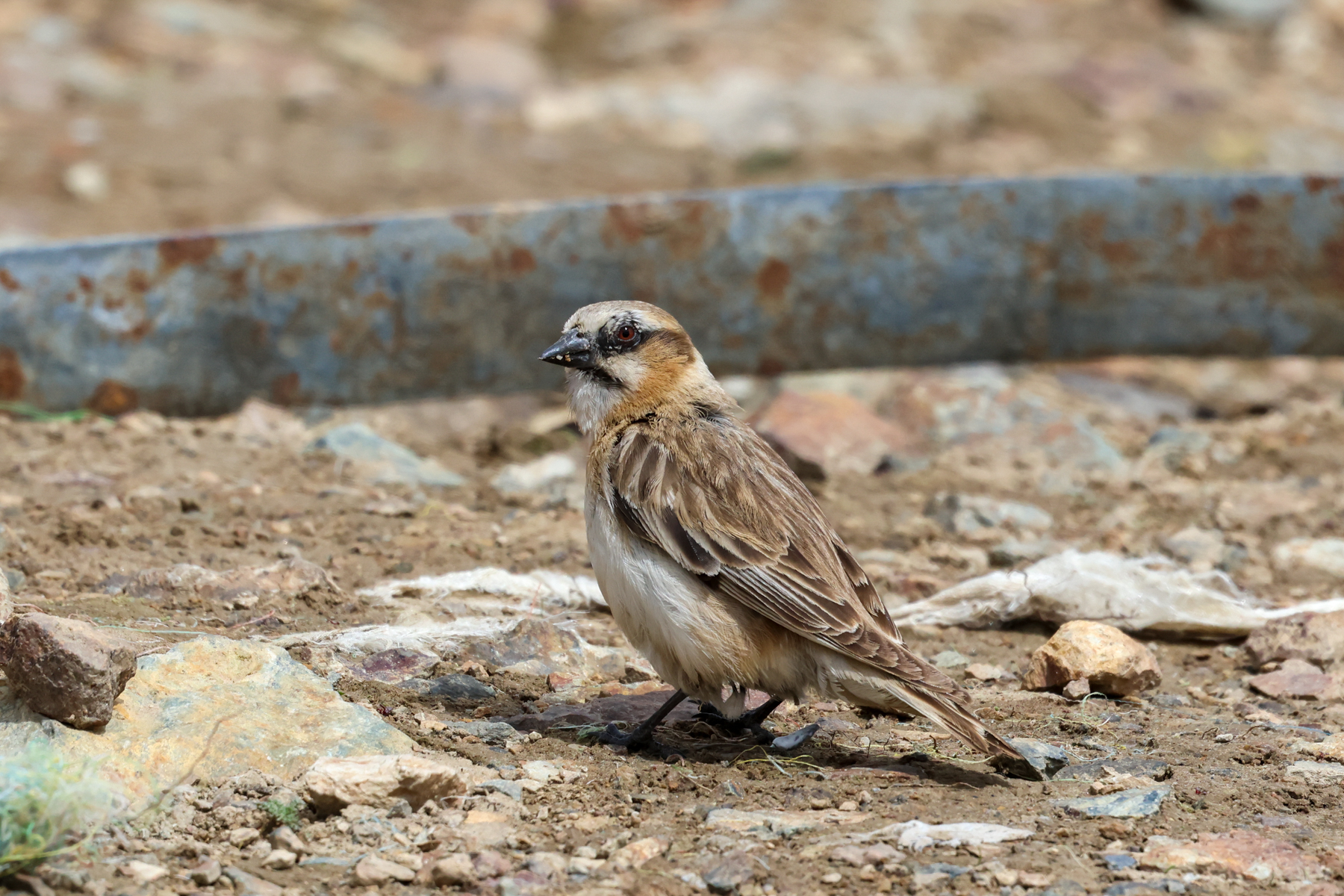 Rufous-necked Snowfinch (image by Hannu Jännes)