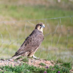 Saker Falcon (image by Hannu Jännes)