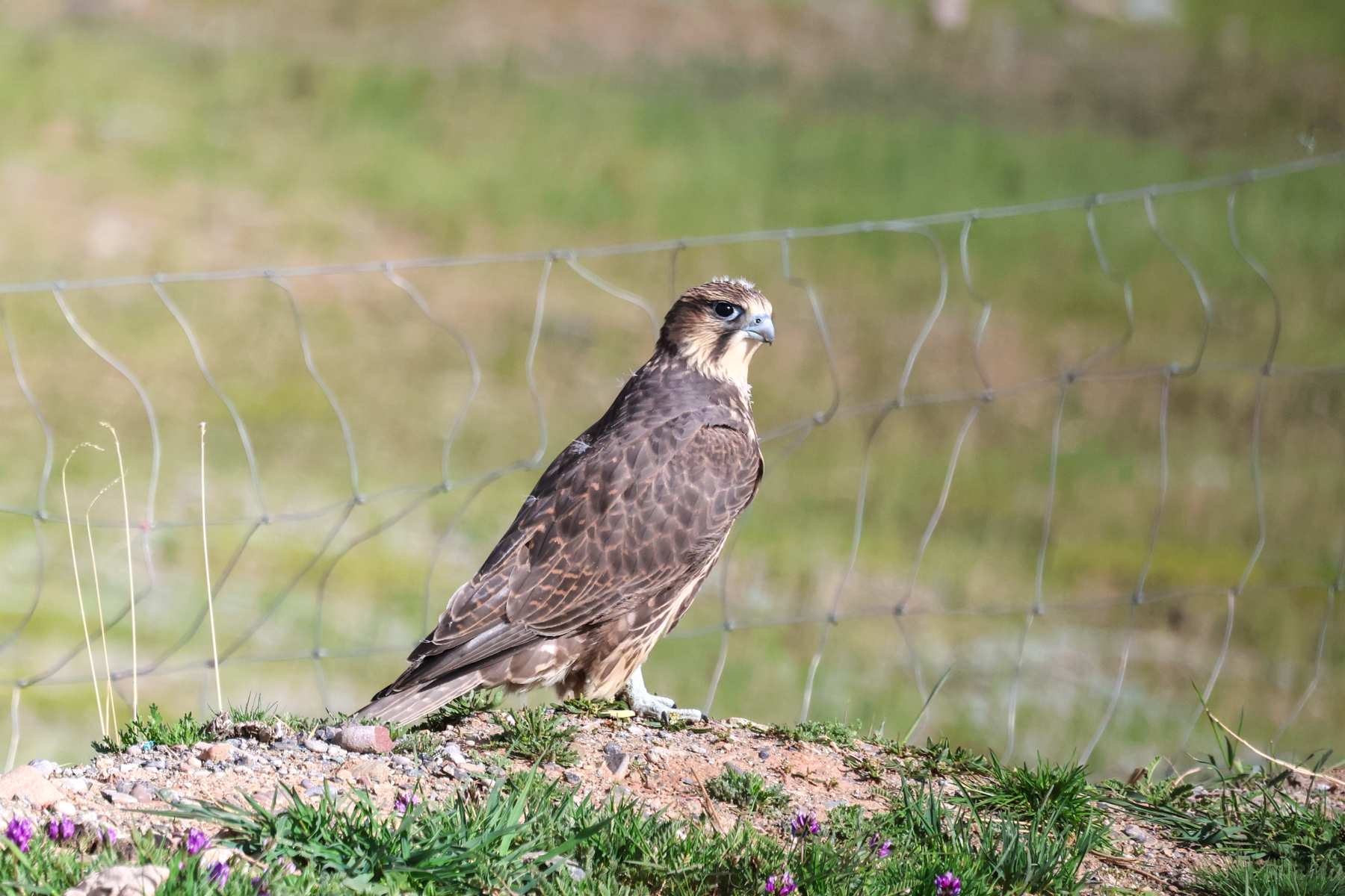 Saker Falcon (image by Hannu Jännes)