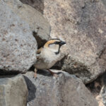 Saxaul Sparrow (image by Hannu Jännes)