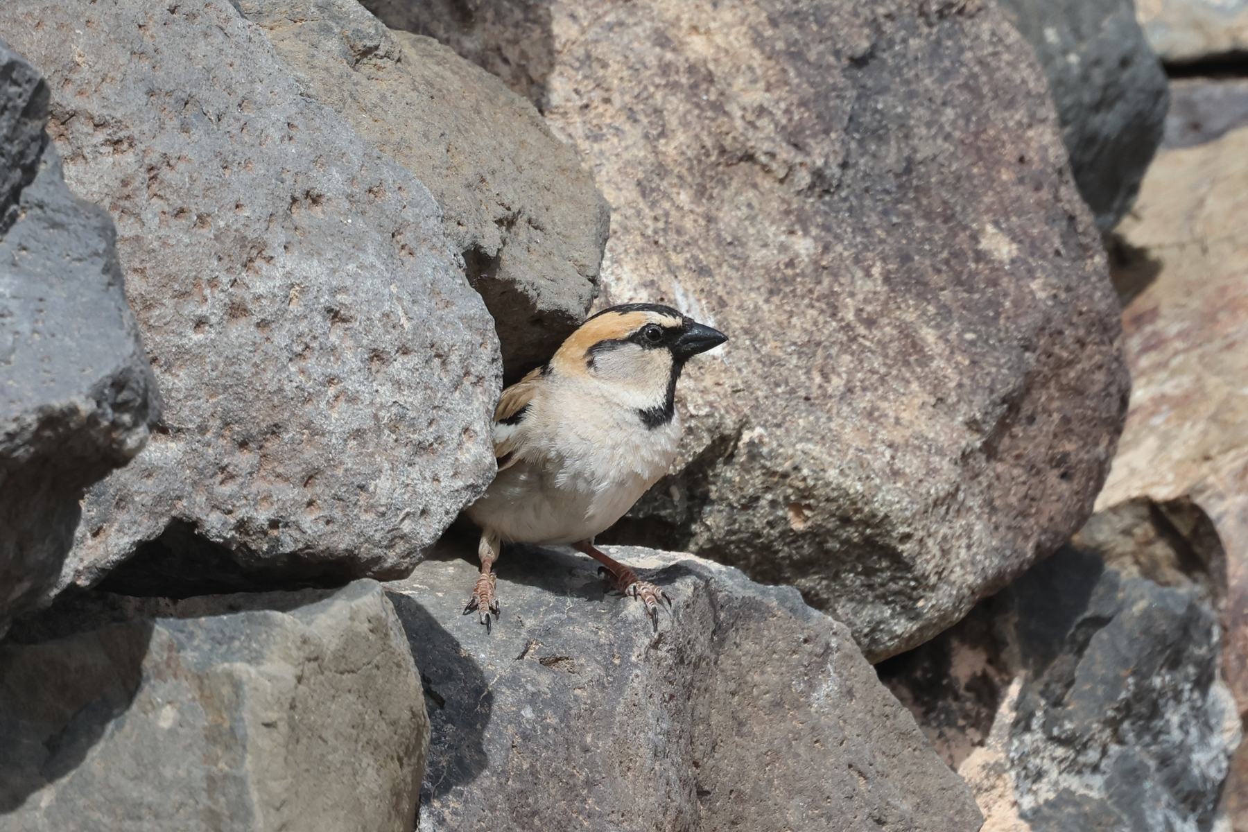 Saxaul Sparrow (image by Hannu Jännes)