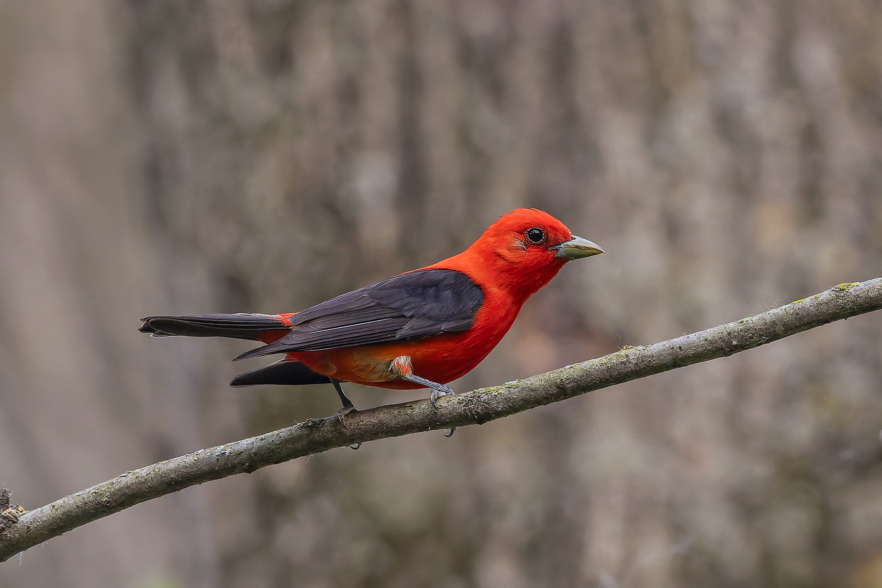 Scarlet Tanager (image by Pete Morris)