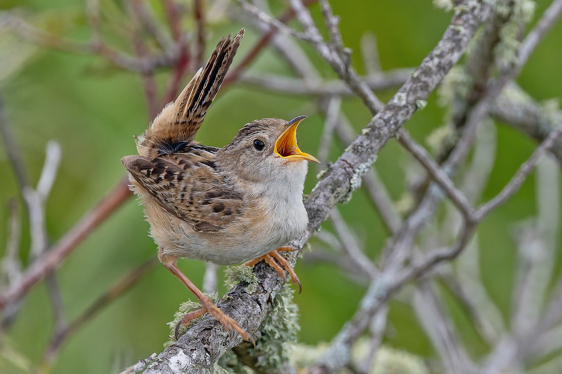 Sedge Wren (image by Pete Morris)