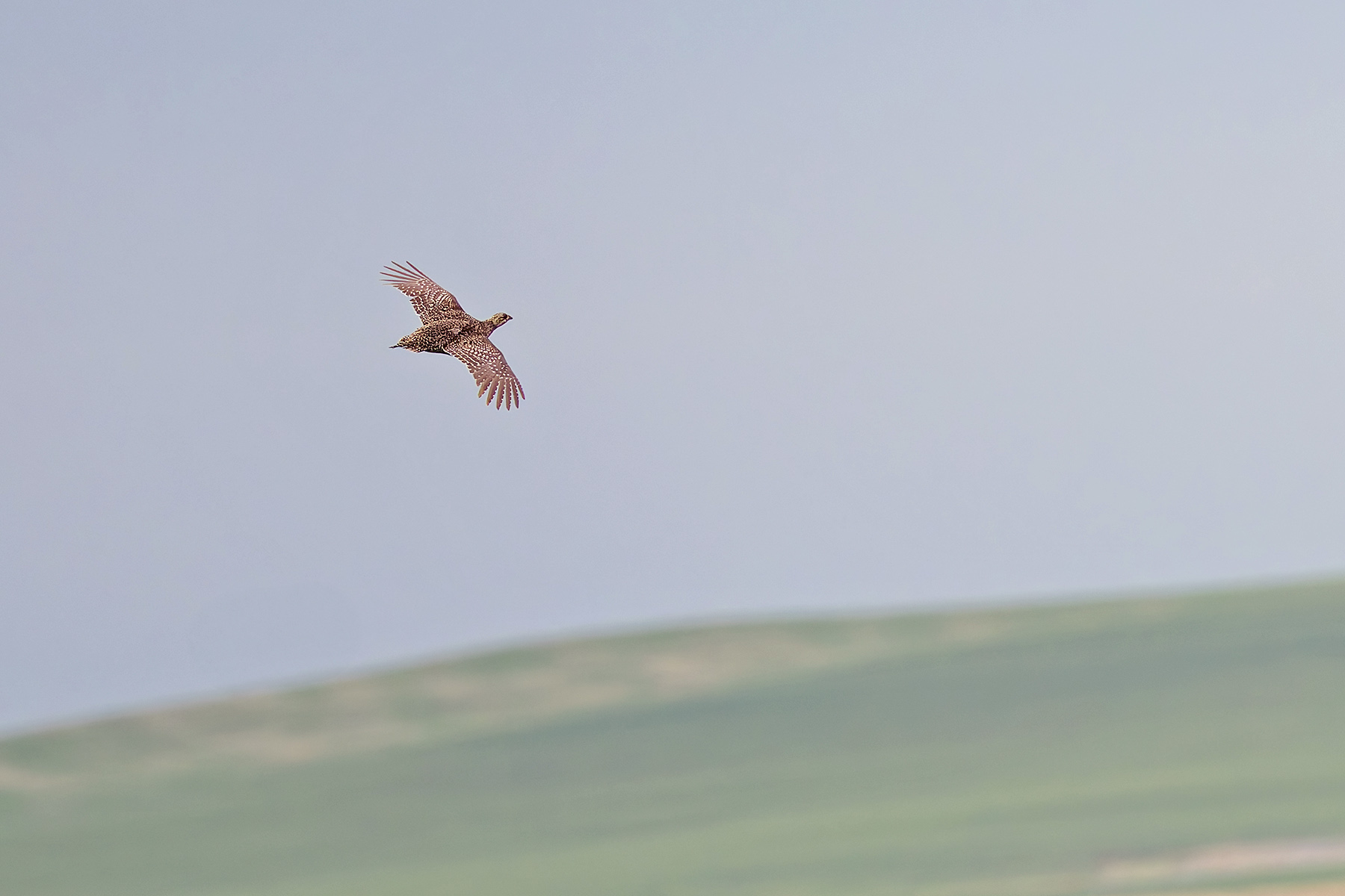 Sharp-tailed Grouse (image by Pete Morris)