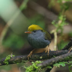 Slaty-bellied Tesia (image by Hannu Jännes)