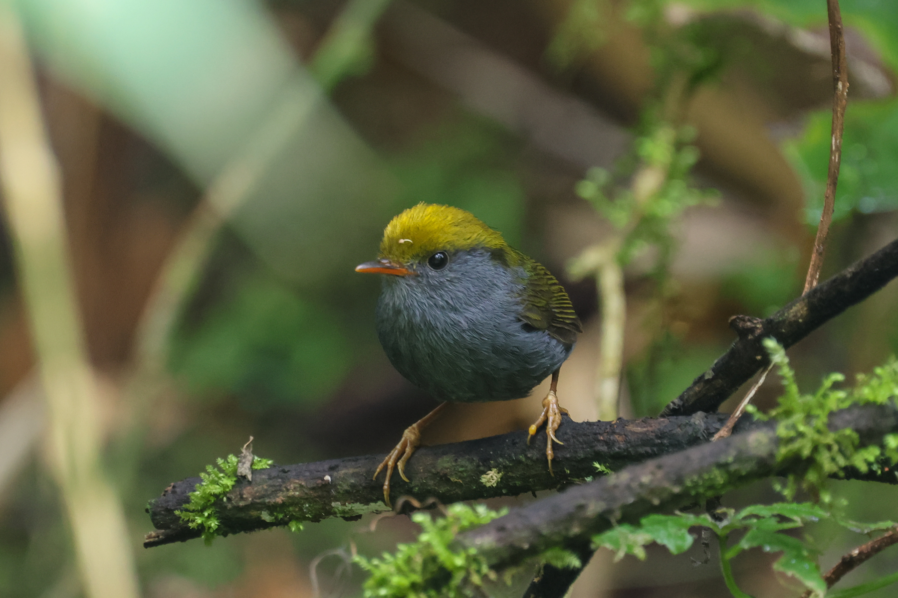 Slaty-bellied Tesia (image by Hannu Jännes)
