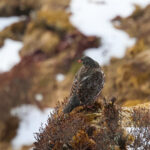 Snow Partridge (image by Hannu Jännes)