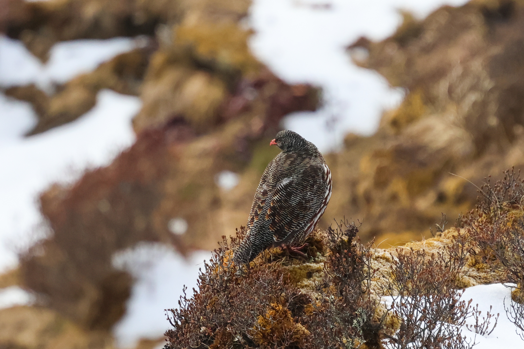 Snow Partridge (image by Hannu Jännes)