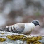 Snow Pigeon (image by Hannu Jännes)