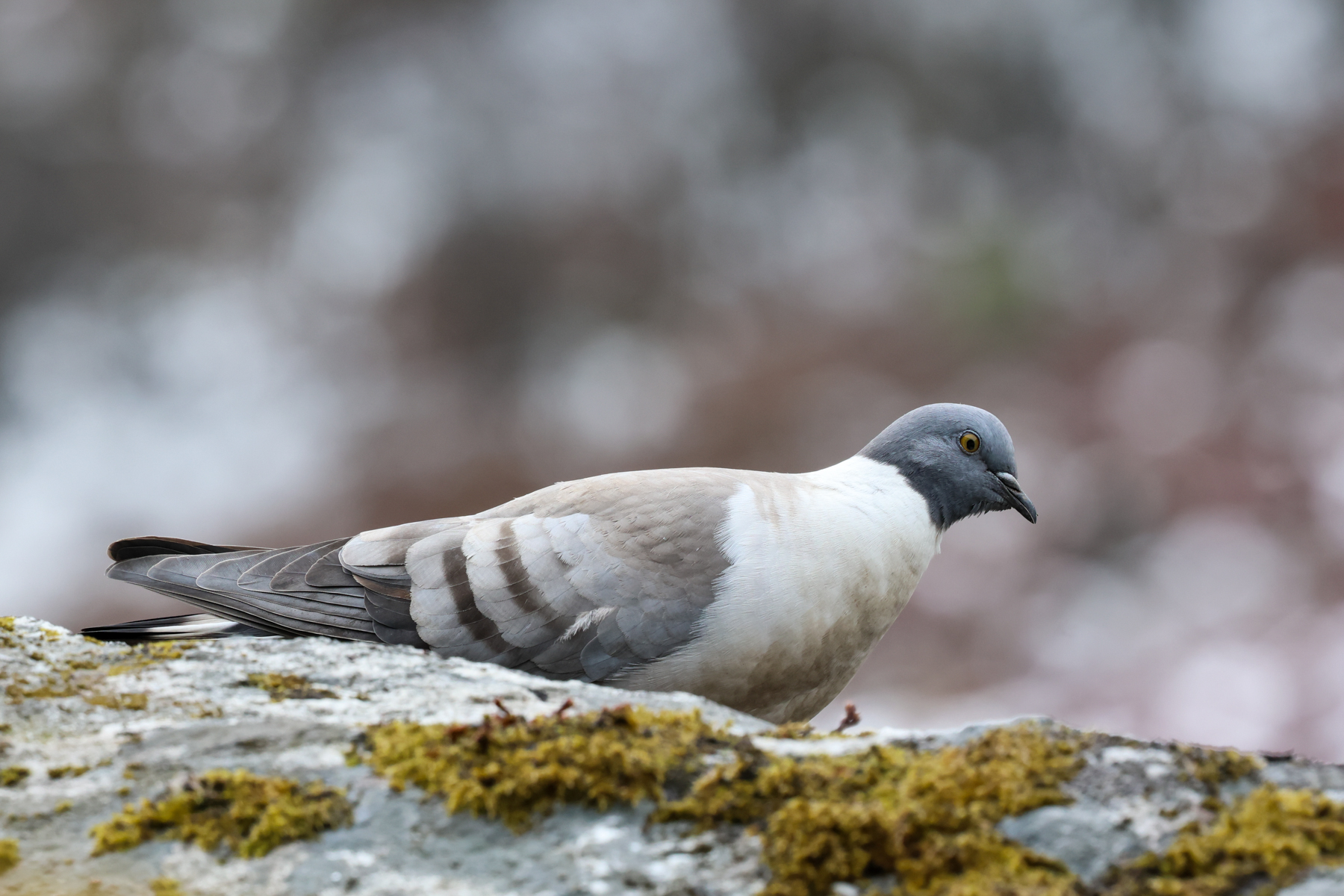 Snow Pigeon (image by Hannu Jännes)