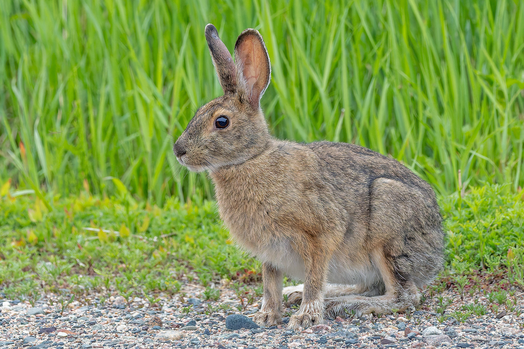 Snowshoe Hare (image by Pete Morris)