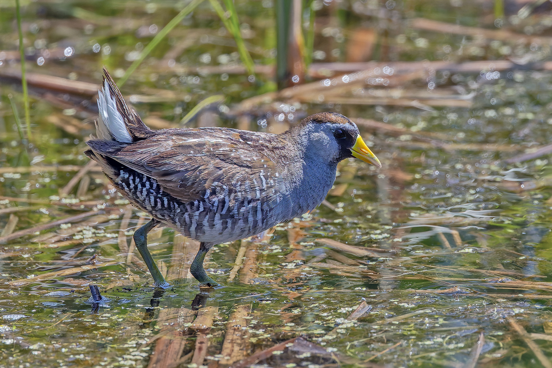 Sora (image by Pete Morris)