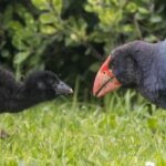 South Island Takahes (image by Jeffrey Higgott)