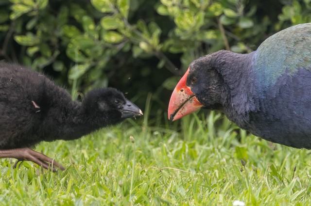 South Island Takahes (image by Jeffrey Higgott)