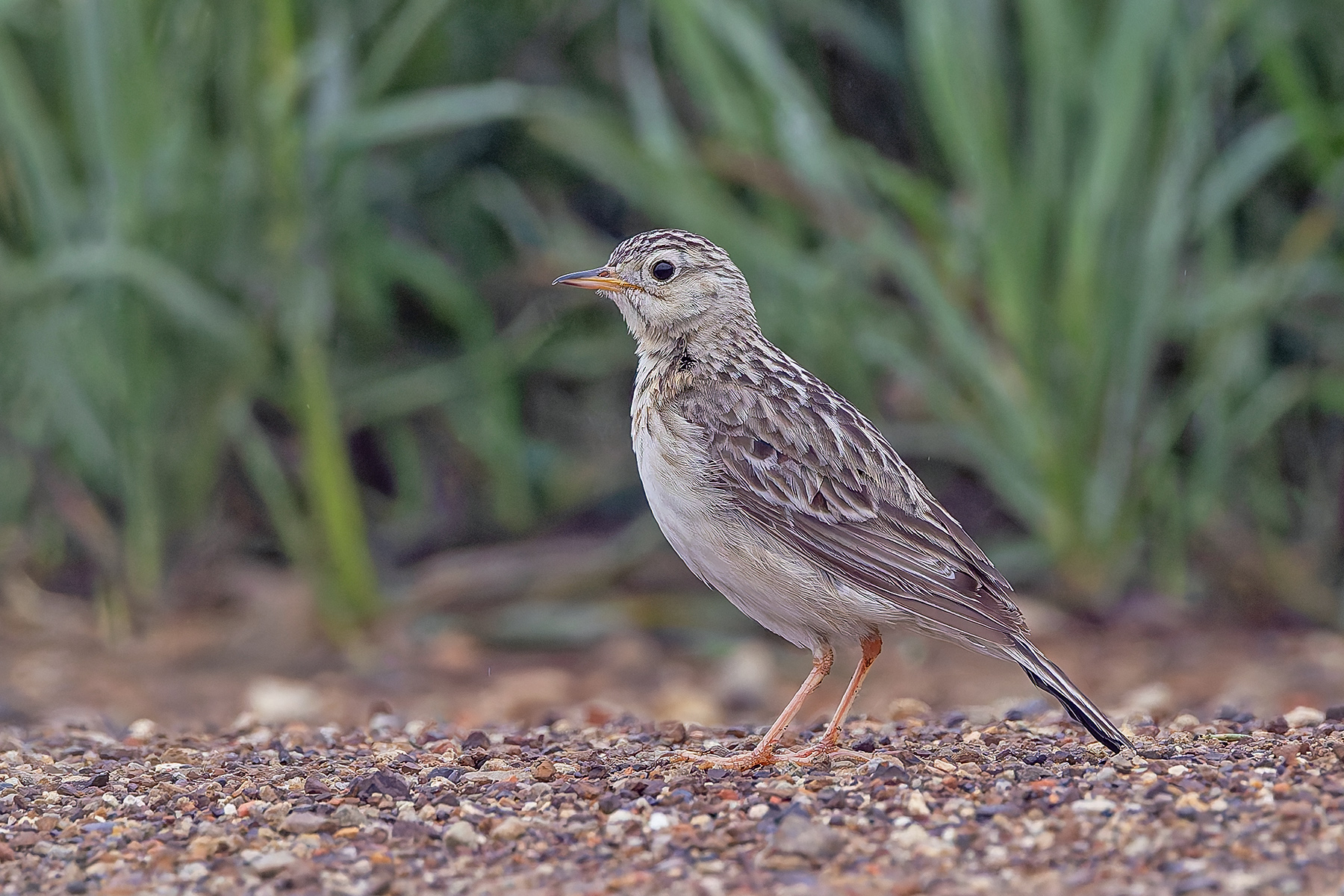 Sprague's Pipit (image by Pete Morris)