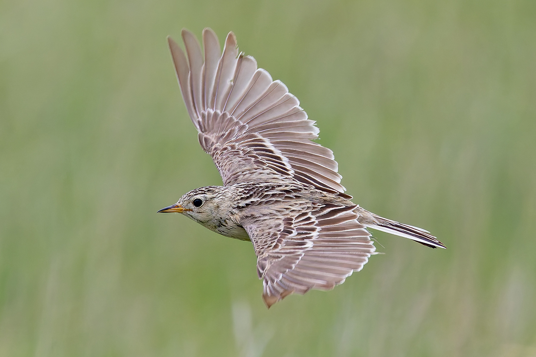 Sprague's Pipit (image by Pete Morris)