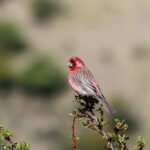 Streaked Rosefinch (image by Hannu Jännes)