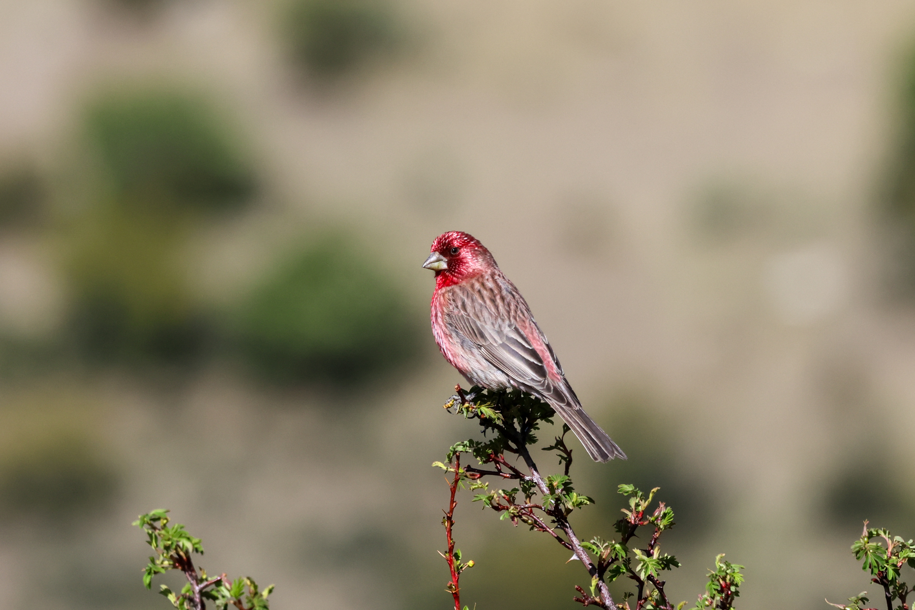 Streaked Rosefinch (image by Hannu Jännes)