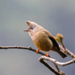 Stripe-throated Yuhina (image by Hannu Jännes)
