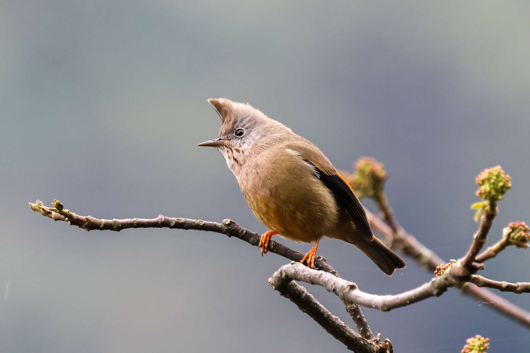 Stripe-throated Yuhina (image by Hannu Jännes)