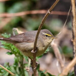 Sulphur-bellied Warbler (image by Hannu Jännes)