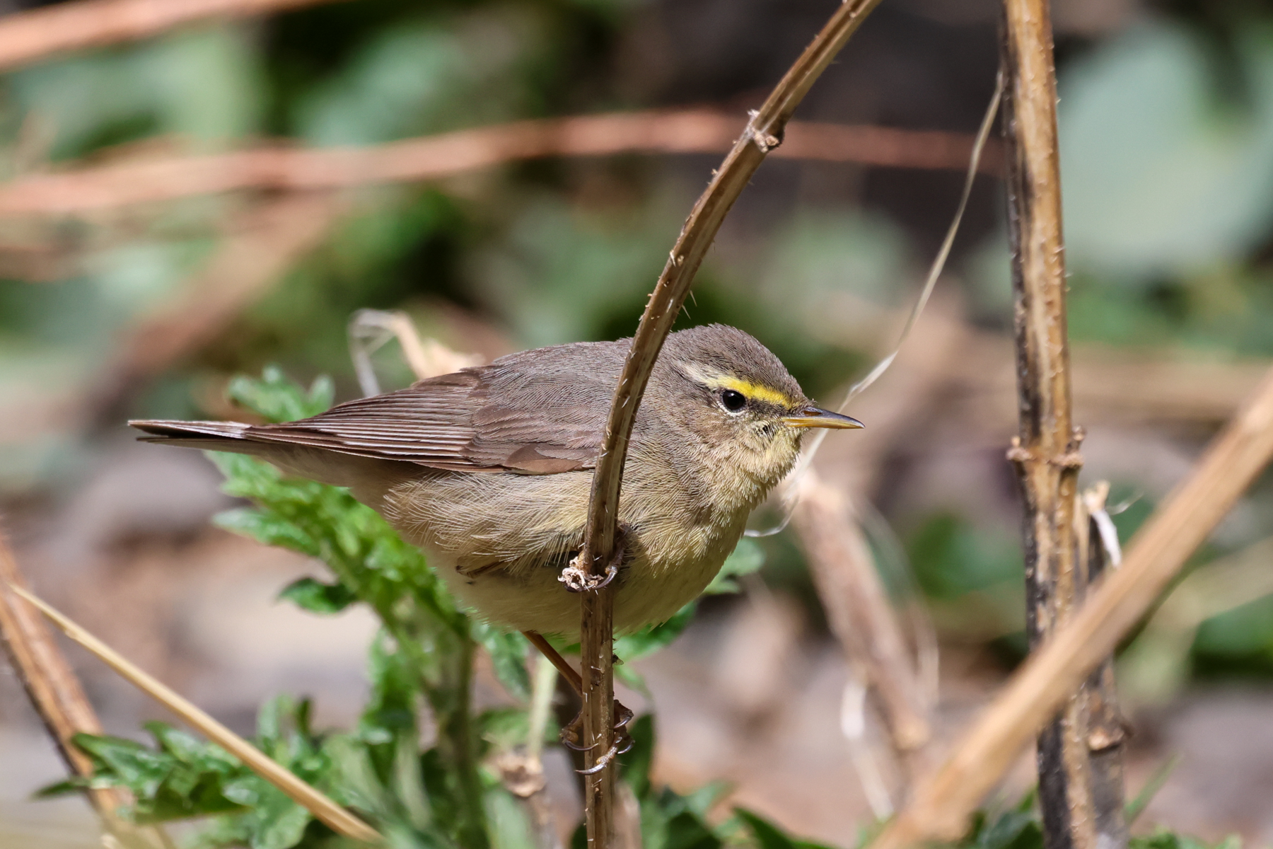 Sulphur-bellied Warbler (image by Hannu Jännes)