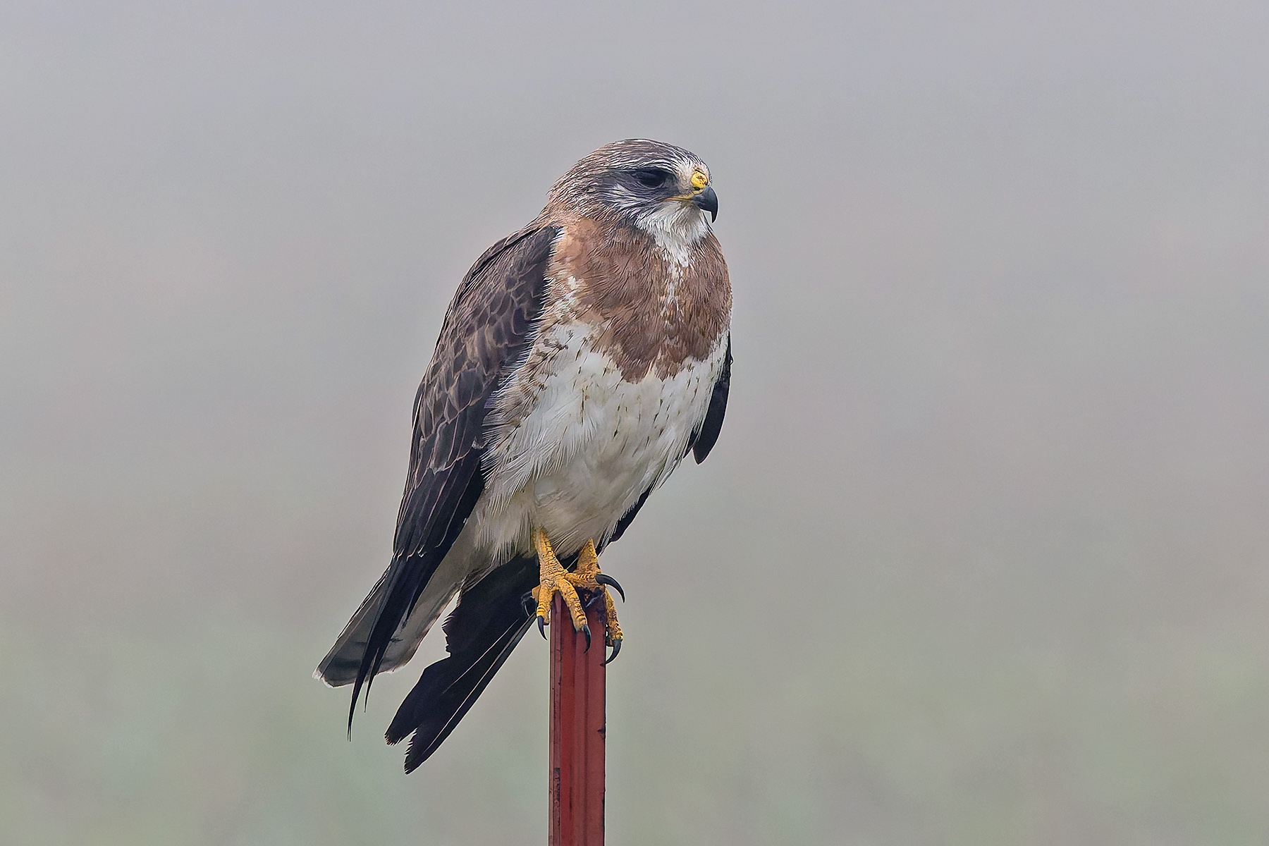 Swainson's Hawk (image by Pete Morris)
