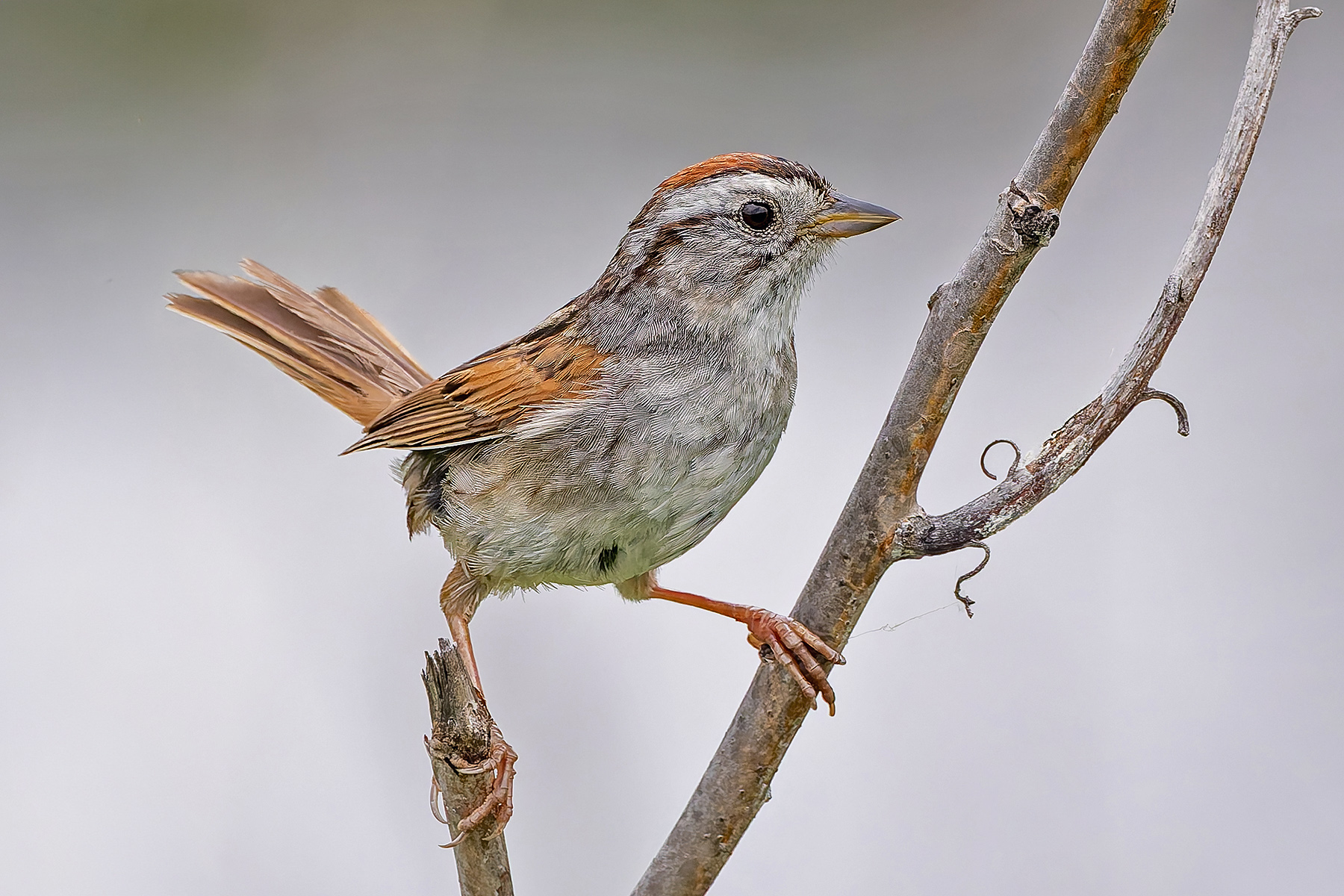 Swamp Sparrow (image by Pete Morris)