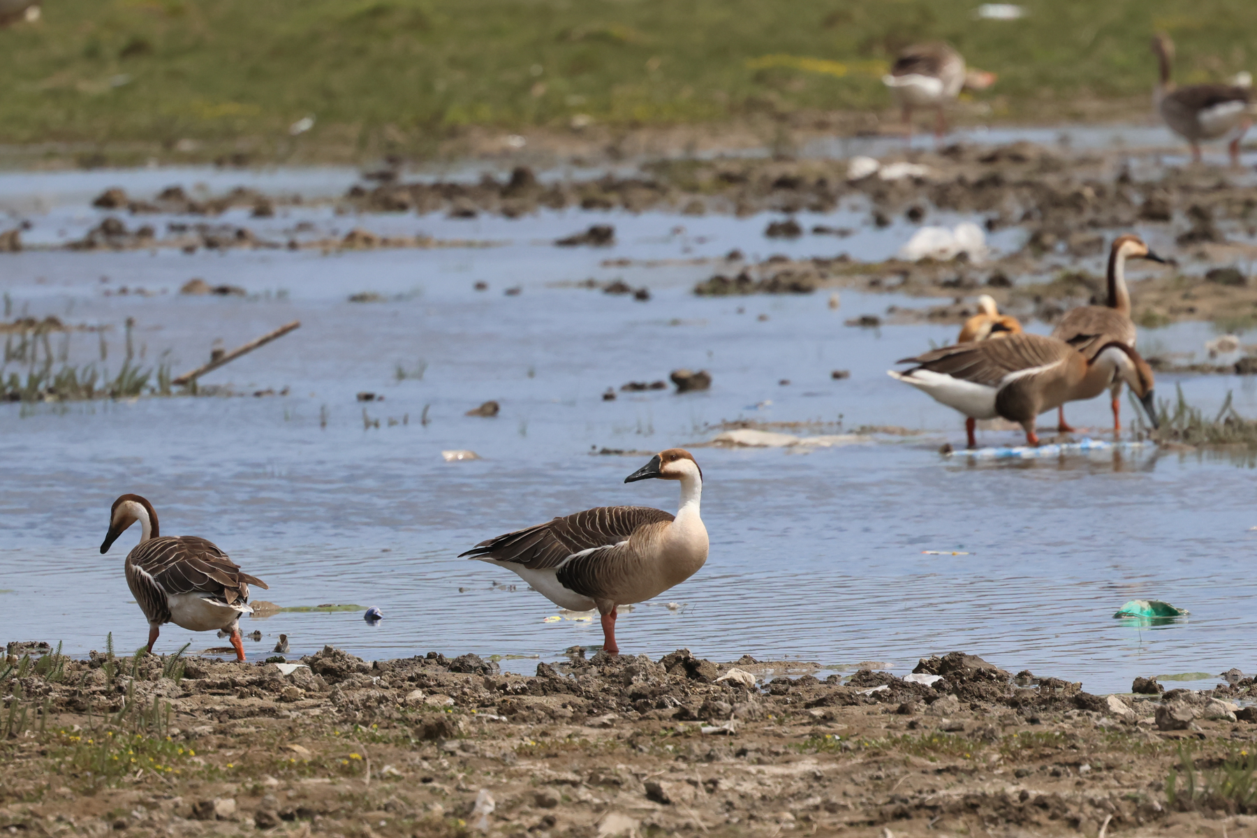 Swan Geese (image by Hannu Jännes)