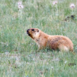 Tarbagan Marmot (image by Hannu Jännes)