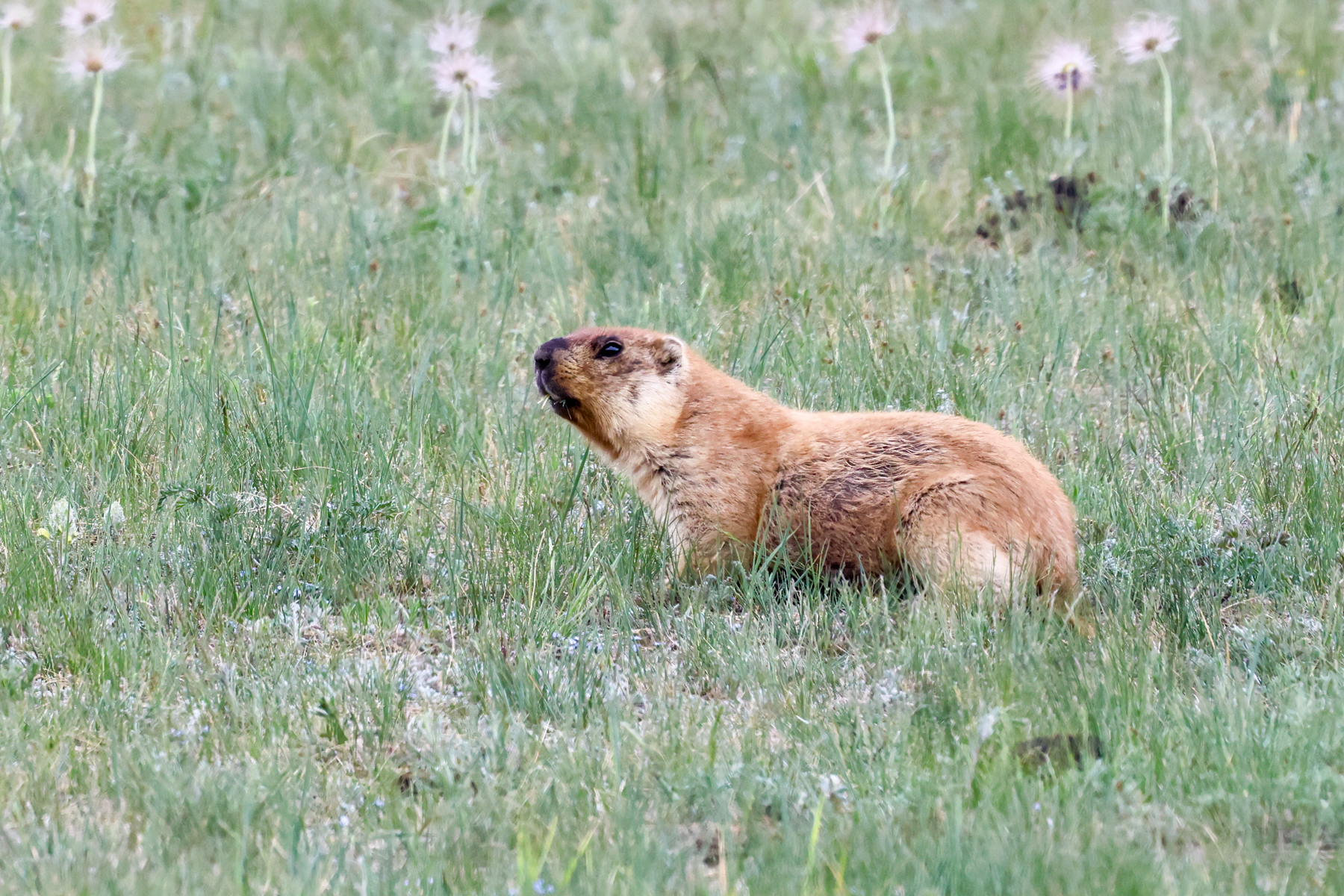 Tarbagan Marmot (image by Hannu Jännes)