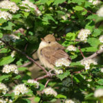 Thick-billed Warbler (image by Hannu Jännes)