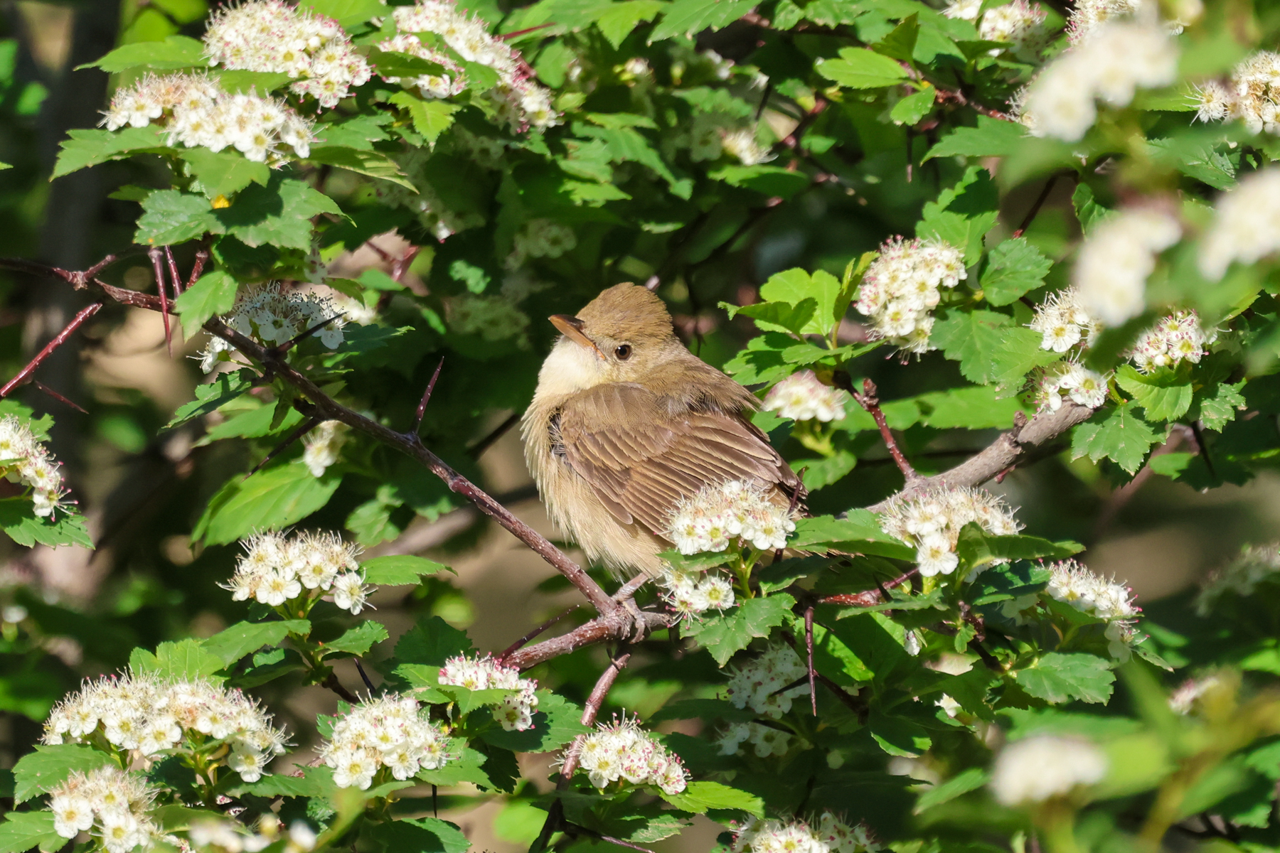 Thick-billed Warbler (image by Hannu Jännes)